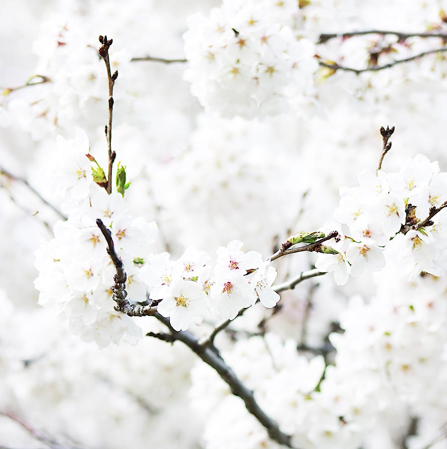 Foto von Kirschzweigen und Blüten